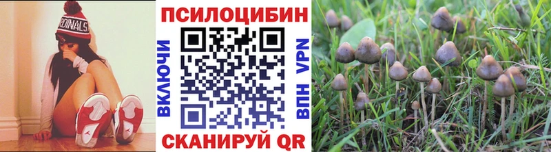 Псилоцибиновые грибы Psilocybe  Новороссийск 
